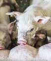 Undersøgelsen tyder på, at grise uanset anden fødekilde eller ej, altid vil forsøge at få mælk hos soen. Foto: Anders Trærup, AU