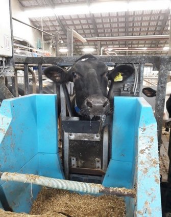 Billede 1. Illustration af en ko, der forsøger at få adgang til foderet i den blokerede foderkasse under den 35 minutter lange test i fællesboksen (Test A; Foto: Guilherme Amorim Franchi).