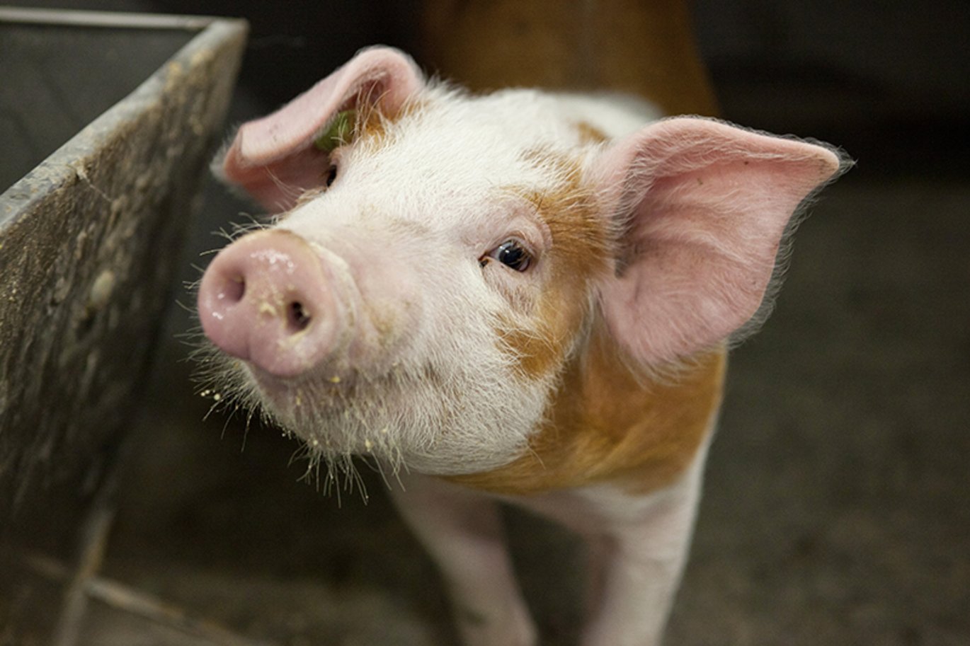 Nærbillede af gris. Foto: Flemming Nielsen, AU-Foto.