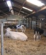 En hollandsk landmand har indrettet et separat dybstrøelsesafsnit til køer med kalve parallelt med kostalden, så malkerobotten kan sortere specifikke køer ind til deres egne kalve efter endt malkning. Kalve fravænnes og separeres gradvist i en lille boks 
