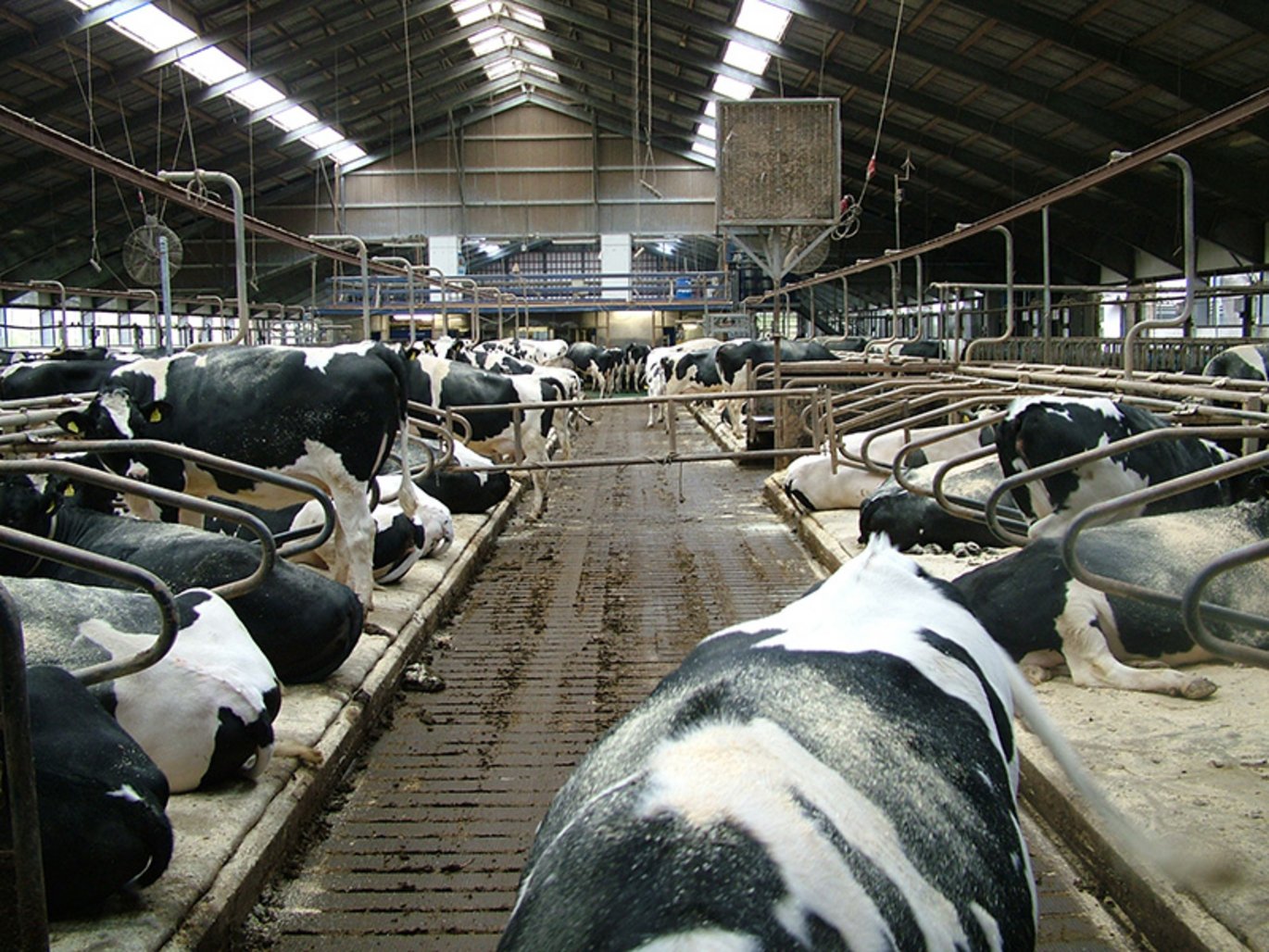 Som hjælp til målrettet at begrænse metanproduktionen fra kvægproduktionen er der nu udviklet nye og mere simple metoder til beregning af metanudskillelsen fra kvæg. Foto: Linda S. Sørensen.