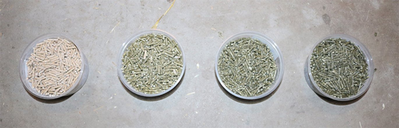 De tre foderblandinger + kontrol (t.v.), som testes i forsøget, hvor kløvergræsprotein udgør en stigende del af foderets råprotein. Jo mørkere farve - jo højere indhold af kløvergræsprotein i foderblandingen. Foto: Linda S. Sørensen