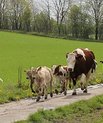 Ammetanter og kalve på vej til græsmarken (foto: ICROFS).