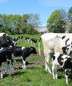[Translate to English:] Ammetante-køer og kalve er netop sat på græs ved AU Foulum. Dyrene indgår i det nye GrOBEat projekt, der omhandler bæredygtig og velfærdsvenlig kalve- og oksekødsproduktion. Foto: Linda S. Sørensen.