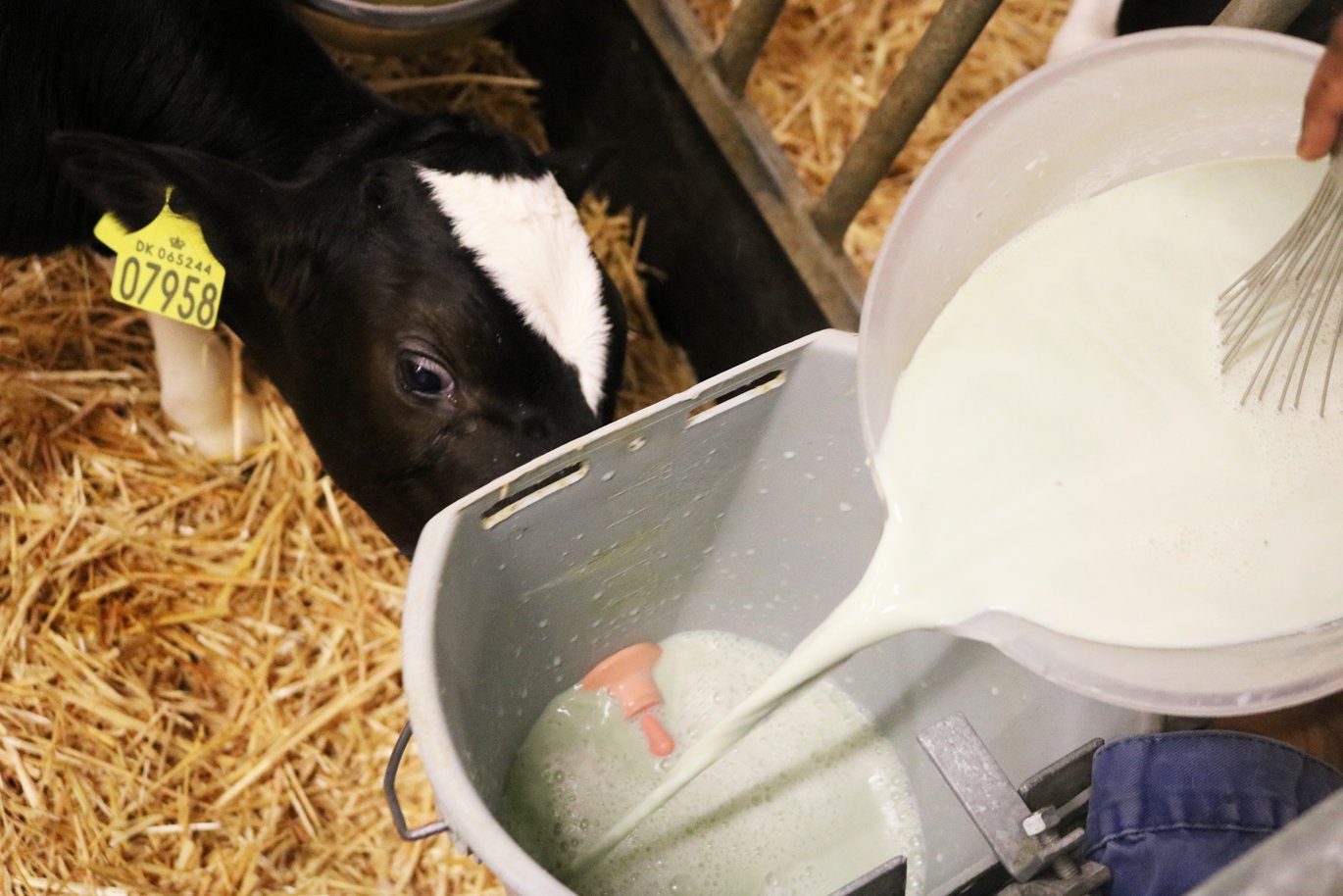Forskere ved Aarhus Universitet har gennemført fodringsforsøg med tangpulver i mælken til kalve. Foto: Linda S. Sørensen.