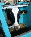 Fosforudledningen fra mælkeproduktionen kan begrænses ved at tilsætte fytase i foderet, viser nye forsøg ved Aarhus Universitet. Foto: Linda S. Sørensen.