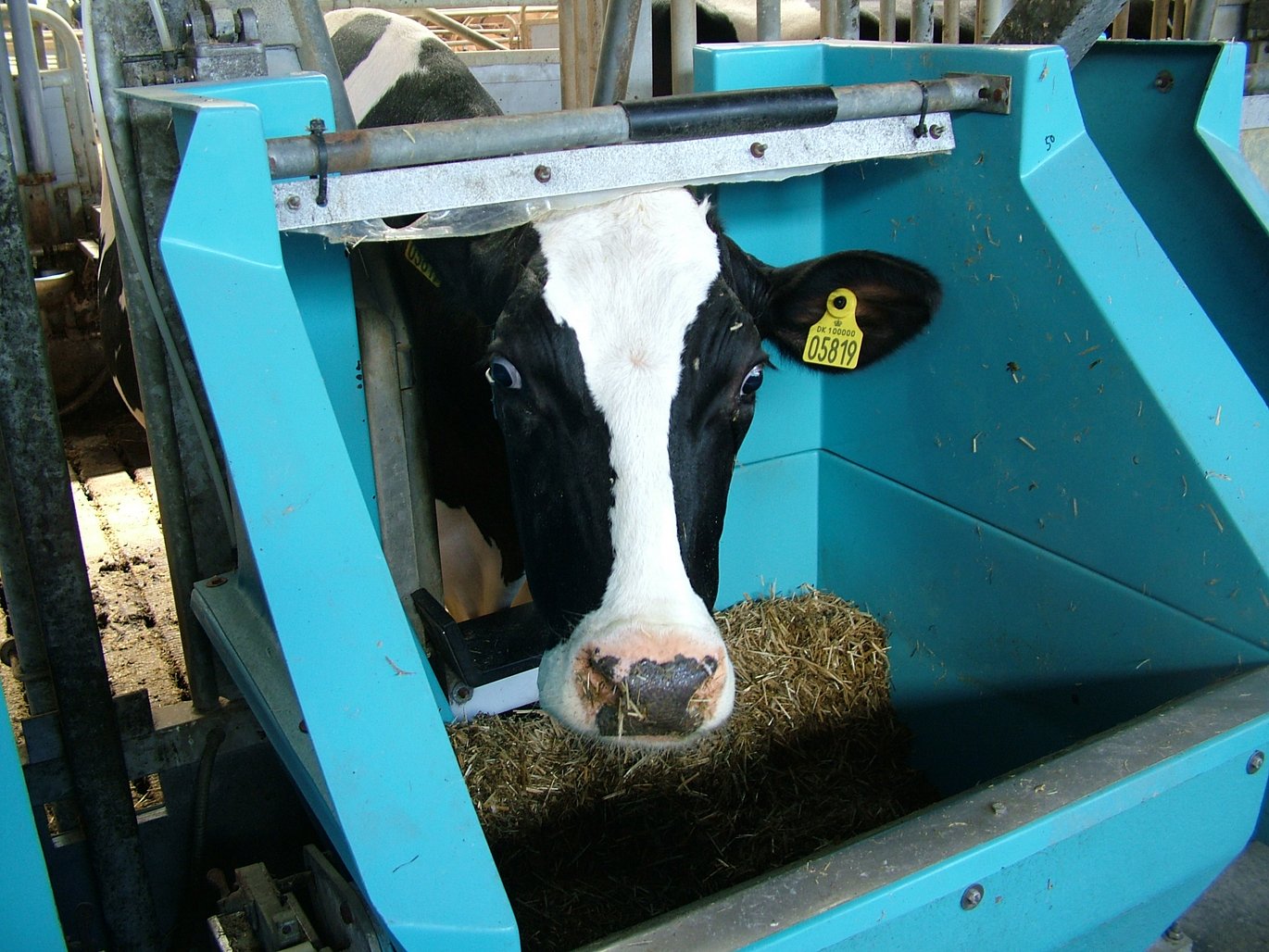 Fosforudledningen fra mælkeproduktionen kan begrænses ved at tilsætte fytase i foderet, viser nye forsøg ved Aarhus Universitet. Foto: Linda S. Sørensen.