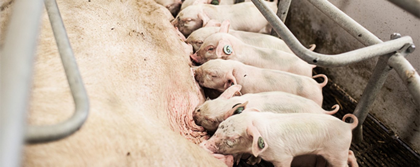 Antallet af fødte grise per år er i perioden 2011 til 2017 steget fra 39,4 millioner grise til 43,2 millioner grise. Foto: Jesper Rais, AU Foto