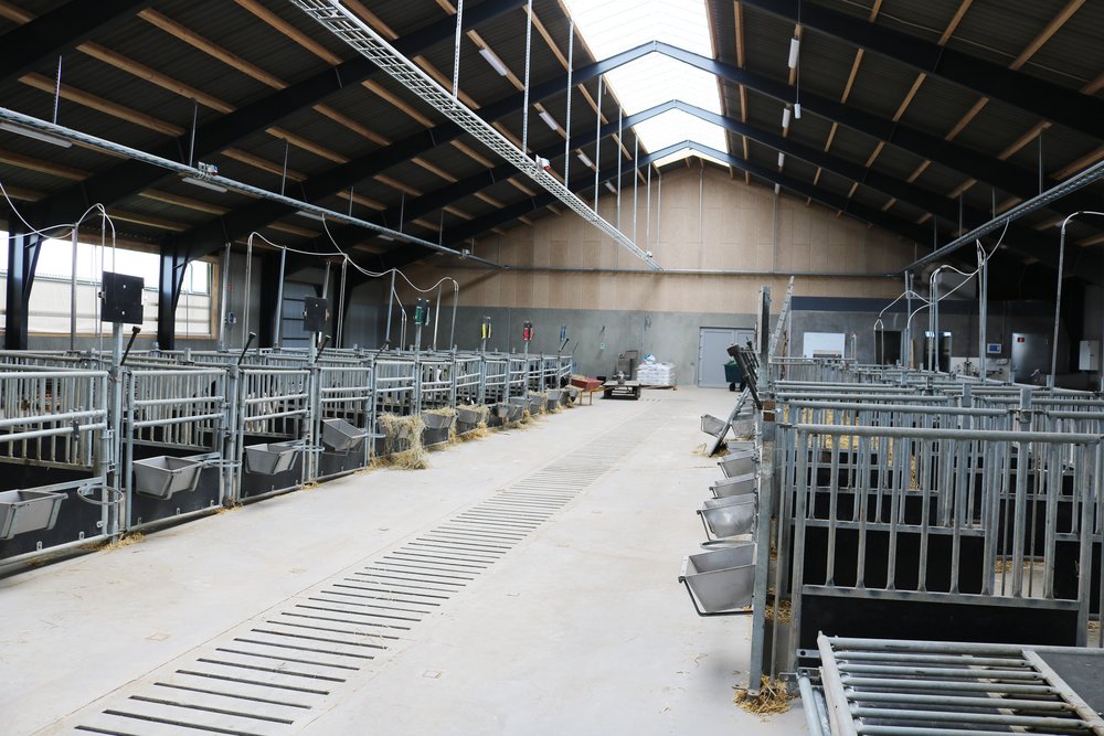 On this photo, the flexible barn is designed for a feeding experiment with calves. Photo: Linda S. Sørensen.