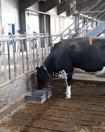 Billede 2. Illustration af ko, der forsøger at få adgang til kraftfoder i trådnetskassen (Test B; Foto: Guilherme Amorim Franchi).