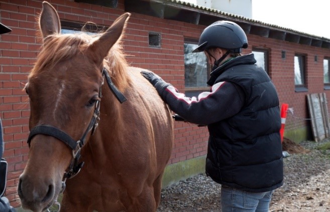 Forsker lægger tryk på bagparten af en hest ved hjælp af et algometer.