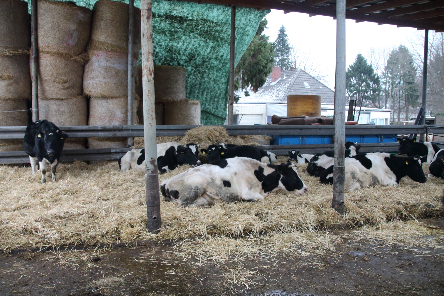 En tysk landmand lader kalvene gå blandt alle køerne i op til 100 dage, hvorefter mælken først fravænnes med en næseflap, inden kalv og ko separeres. Foto: Jesper O. Lehmann.